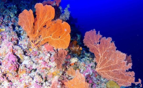 2023神奇海洋7月10日答案 哪种生物被称作海洋考古记录仪