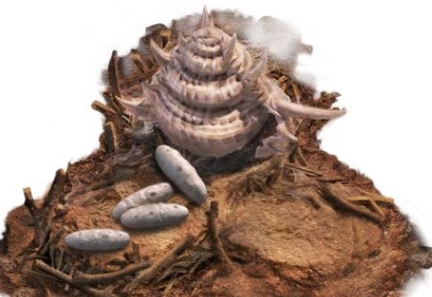 小小蚁国九游版