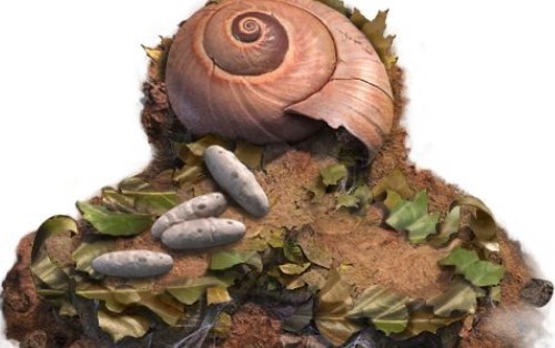 小小蚁国九游版