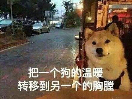 情人节单身狗表情包-2021七夕情人节单身狗图片