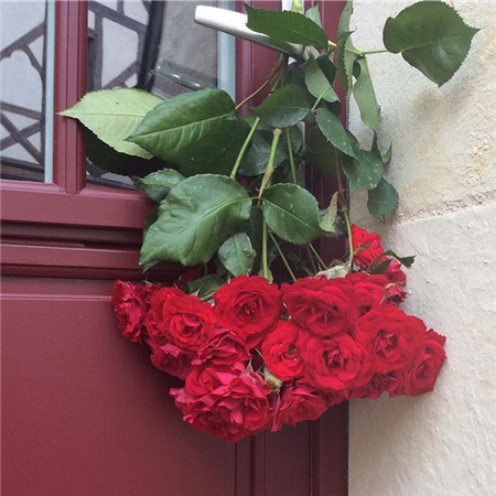 情人节把花抱稳的图片-情人节把花抱稳的表情包图片下载