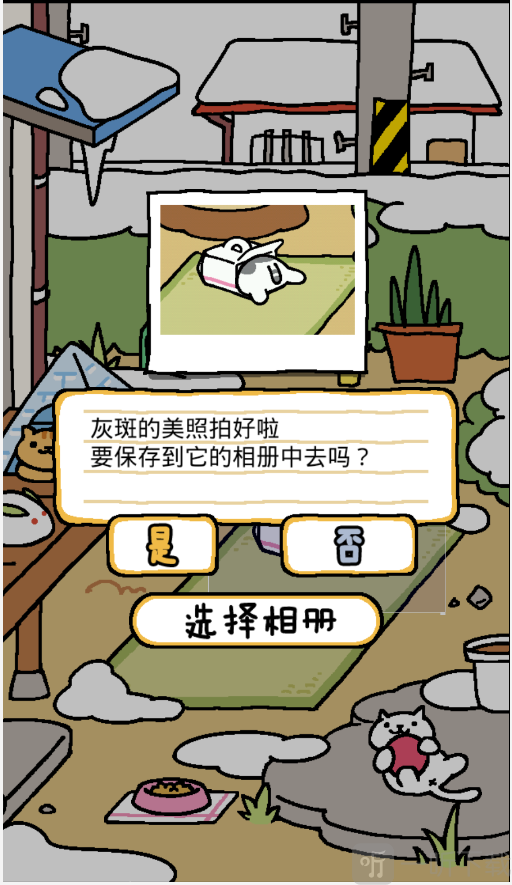 猫咪后院