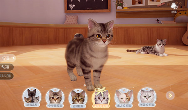 我和我的猫游戏官方版
