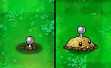 植物大战僵尸国际服最新版本