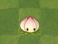 植物大战僵尸亚马逊英文版